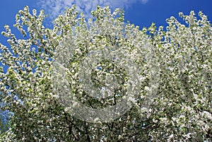 Blooming apple trees in spring.