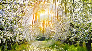 Blooming apple trees at spring