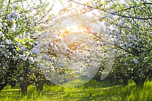 Blooming apple trees at spring