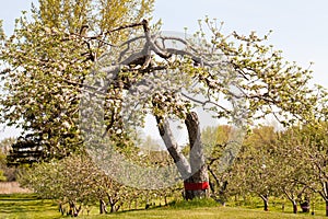 Blooming apple trees in the spring apple orchard