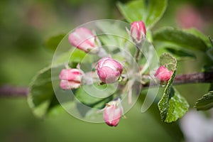 Blooming apple trees in the spring apple orchard