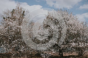 Blooming apple trees in the spring time