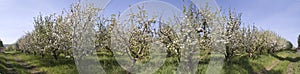 Blooming apple trees, warm spring day in the garden