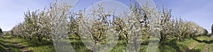 Blooming apple trees, warm spring day in the garden photo