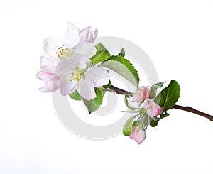 Blooming apple twig