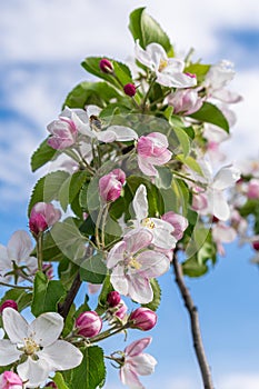 blooming appletree flower