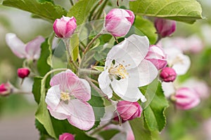 blooming appletree flower