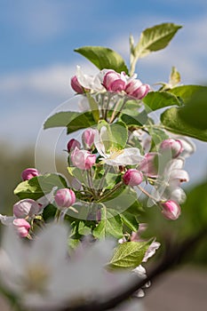 blooming appletree flower on a branch