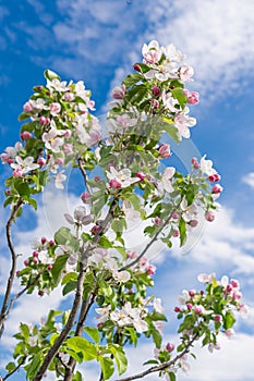 blooming appletree flowers on a branch