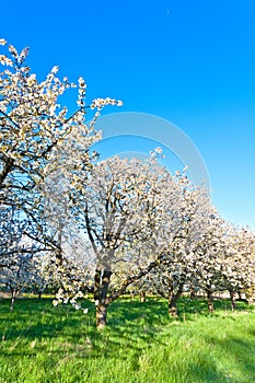 Blooming appletrees in springtime