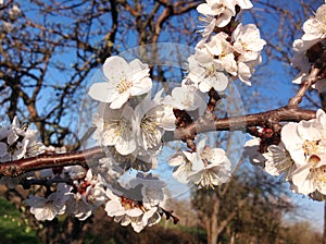 Blooming apricot