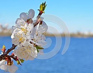 Blooming apricot against the blue sky