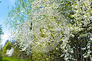 Blooming apricot, apple, pear, cherry tree at spring, pink white flowers plant blossom on branch macro in garden backyard in sunny