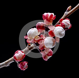 Blooming apricot branch on black background.  Symbol of life beginning and the awakening of nature