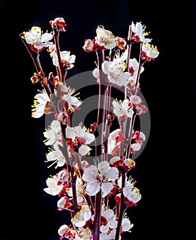 Blooming apricot branch on black background.  Symbol of life beginning and the awakening of nature