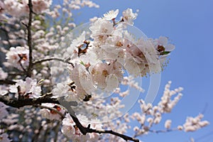 Blooming apricot branch on a blue sky background. White spring flowers