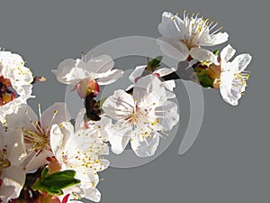 Blooming apricot branch in sunshine on grey background