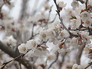 Blooming apricot in early spring