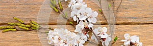 Blooming apricot on rustic wooden background. Wide photo