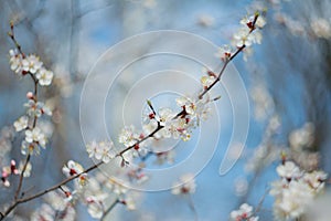 Blooming apricot-tree, close-up