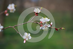 Blooming apricot-tree, close-up