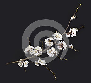 Blooming apricot tree branch isolated on a black background