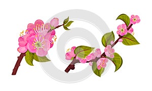 Blooming Apricot Tree Branch with Pink Flower Buds and Green Leaf Vector Set