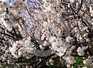 Blooming apricot tree