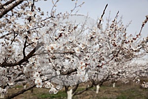 Blooming apricot trees