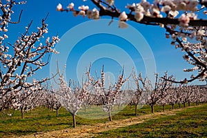 Blooming apricot trees in early spring