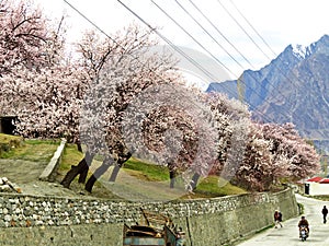 blooming apricot trees in Karimabad, Hunza Valley, Karakoram Highway, Pakistan