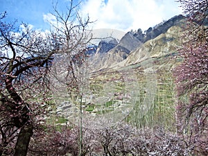 blooming apricot trees in prestine Hunza Valley, Karakoram Highway, Pakistan