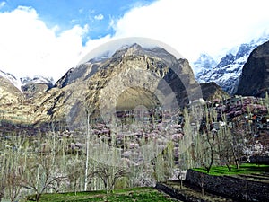 blooming apricot trees in prestine Hunza Valley, Karakoram Highway, Pakistan