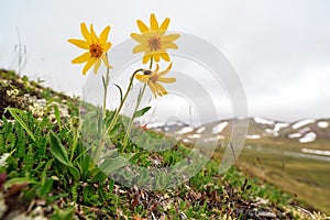 Blooming Arnica frigida. Summer tundra plants. photo