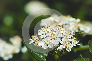 Blooming Aronia Chokeberry bush in the garden