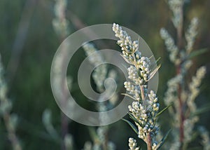 Blooming Artemisia vulgaris common mugwort, riverside wormwood, felon herb, chrysanthemum weed, wild wormwood, St. John`s plant photo