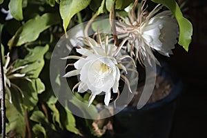 Blooming Artepitheton grandiflorus by night, pupular name queen of the night