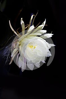 Blooming Artepitheton grandiflorus by night, pupular name queen of the night