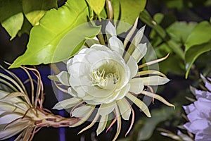 Blooming Artepitheton grandiflorus by night, pupular name queen of the night