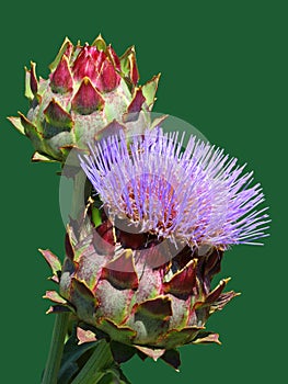 Blooming artichoke flower