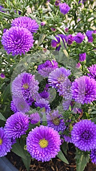 blooming as fragrant as aster