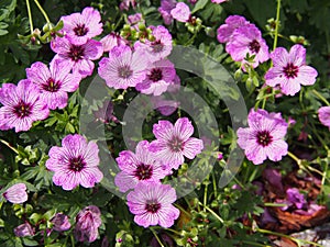 Ashy Cranesbill - Geranium cinereum `Ballerina` photo