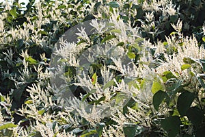 Blooming Asian knotweed invasive species bamboo