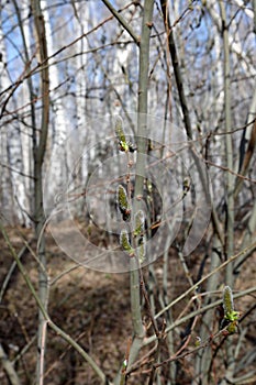 Blooming aspen (lat.populus tremula) released inflorescences (catkins) in the spring forest photo