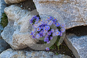 Blooming Aster alpinus.