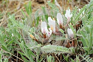 Blooming astragalus in the steppe on a hurricane, Rostov region, Russia photo