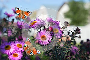 Blooming autumn asters and butterflies, on a defocused street background. Selective focus