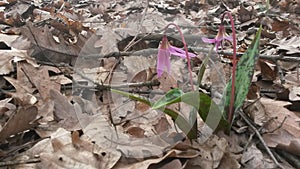 Blooming autumn flowers