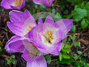 Blooming autumn flowers, blooming pink large Colchicum outdoor village garden in raindrops
