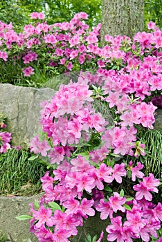 Blooming Azalea